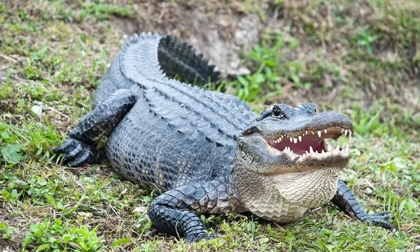 Cá sấu là loài vật hung tợn với sức mạnh to lớn
