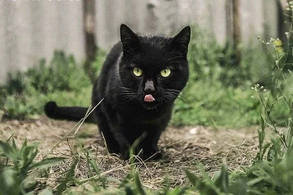 Nhiều người thường cho rằng, mèo đen mang đến vận xui ở cả đời thực lẫn trong mơ