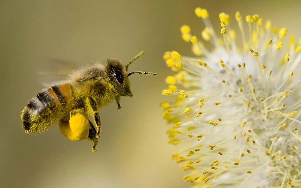 Mỗi giấc mơ thấy ong lại mang ý nghĩa khác nhau