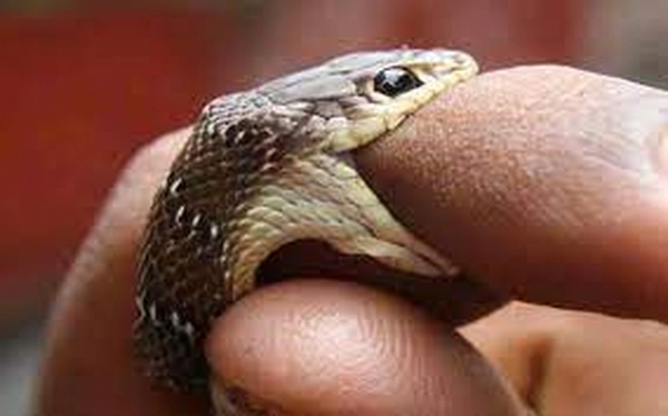 Nằm mơ thấy rắn cắn vào tay đánh con gì?