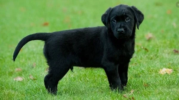 Chó đen còn gọi là chó mực trong văn hóa dân gian có vị trí đặc biệt