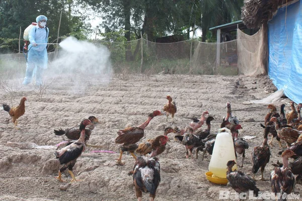 Vệ sinh chuồng trại thường xuyên sẽ giúp gà chọi ít có cơ hội mắc bệnh đậu gà