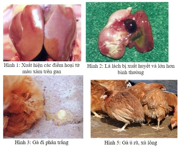 Bệnh thương hàn cùng các triệu chứng của bệnh ở gà