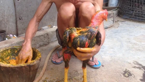 Nên om gà chọi để tránh gà bị tổn thương ở các bộ phận trên cơ thể