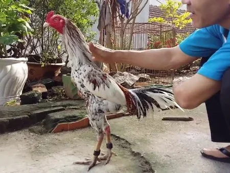 Cách chữa bệnh nấm họng ở gà chọi hiệu quả, triệt để
