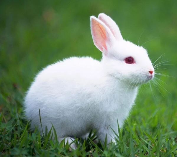 Giải mã những ý nghĩa giấc mơ liên quan tới con thỏ