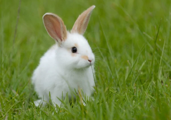  Mơ thấy thỏ nên chọn số Lô đề nào may mắn?