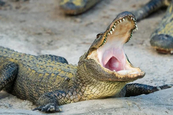 Không phải giấc mơ nào liên quan đến cá sấu cũng mang điềm báo xấu