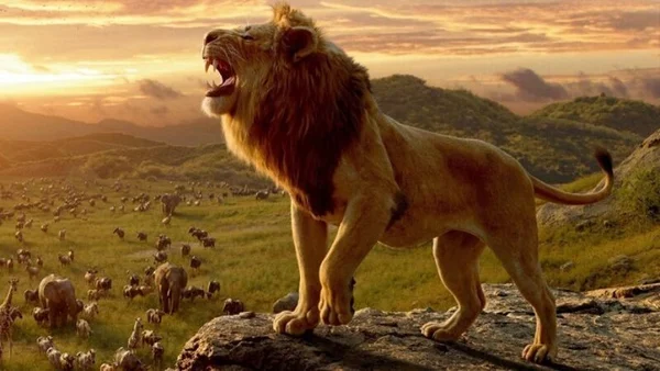 Sư tử là loài vật cao quý, đứng đầu chuỗi thức ăn trong thiên nhiên